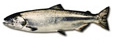 fish-chinook-salmon