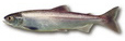 fish-kokanee-trout