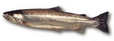 fish-steelhead-trout
