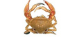 shellfish-crab