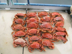 douglas-channel-crab-fishing-saltwater-charters003