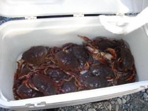 douglas-channel-crab-fishing-saltwater-charters004